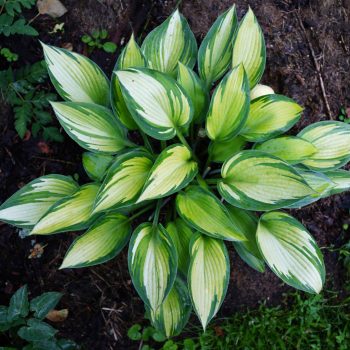 Árnyékliliom - Hosta 'June' ®