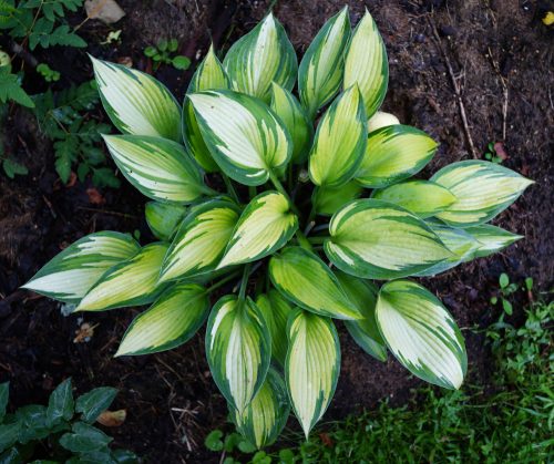 Árnyékliliom - Hosta 'June' ®