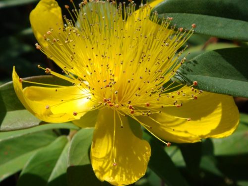 Bőrlevelű orbáncfű - Hypericum calycinum 'Rose of Sharon'