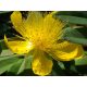 Bőrlevelű orbáncfű - Hypericum calycinum 'Rose of Sharon'