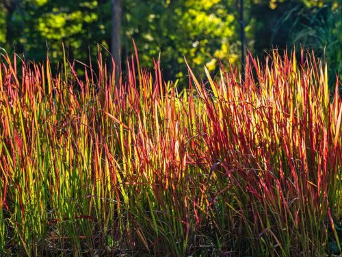 Piros alangfű - Imperata cylindrica 'Red Baron'