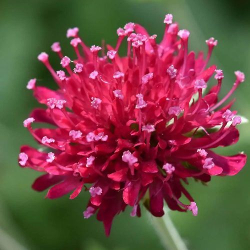 Macedón varfű - Knautia macedonica 'Red Knight'