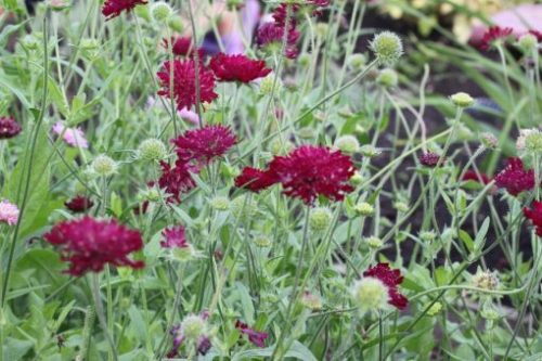 Macedón varfű - Knautia macedonica 'Red Knight'