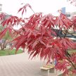 Vöröslevelű japán juhar - Acer palmatum 