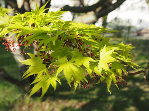 Japán juhar - Acer palmatum