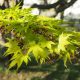 Japán juhar - Acer palmatum