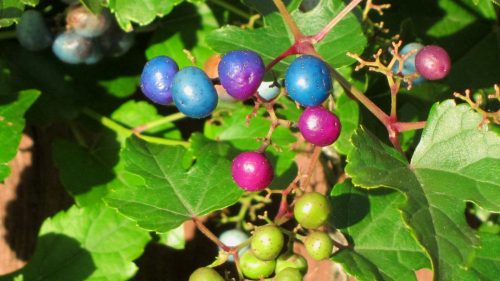 Tarkalevelű borostyánszőlő - Ampelopsis brevipedunculata 'Elegans'