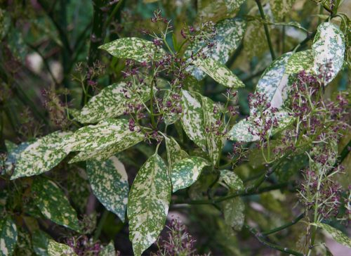 Tarkalevelű japán babérsom - Aucuba japonica 'Variegata'