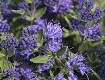 Dúsvirágú kékszakáll - Caryopteris x clandonensis ’Blauer Spatz’ 