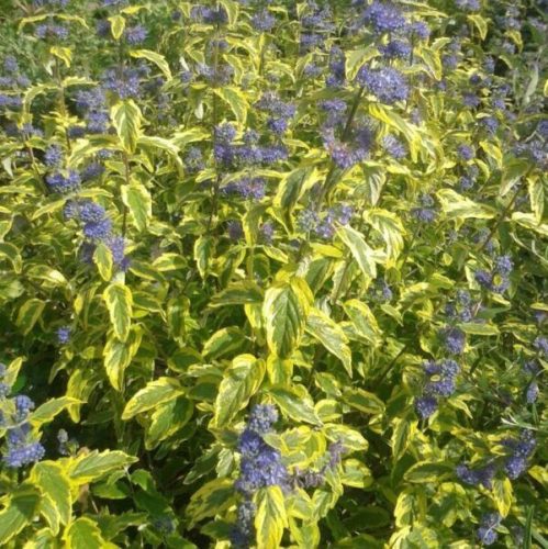 Sárga tarka kékszakáll - Caryopteris clandonensis ’Summer Sorbet’