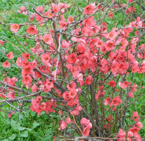 Rózsaszín japánbirs - Chaenomeles x superba ’Pink Lady’