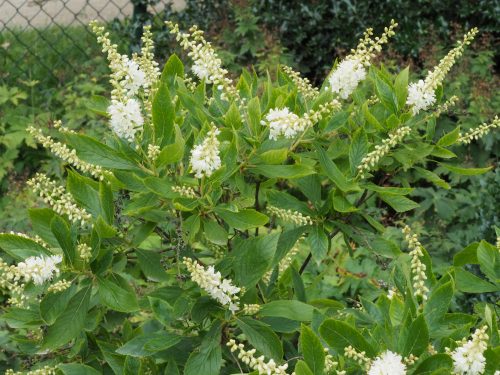 Borscserje - Clethra alnifolia