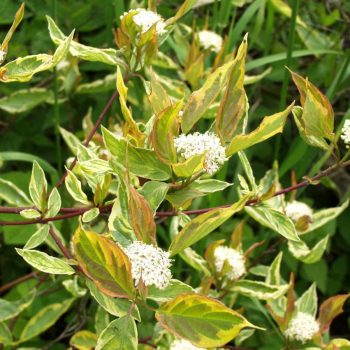   Sárga-tarka levelű dísz som - Cornus alba ’Gouchaultii’