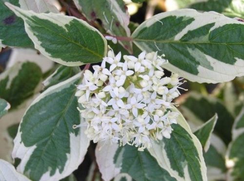 Fehér-tarka díszsom - Cornus alba ’Sibirica Varieagata’