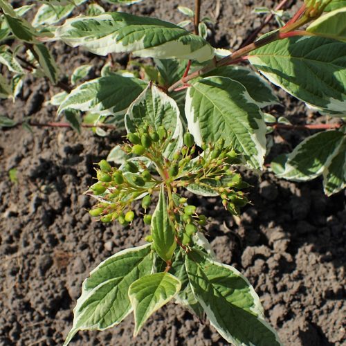 Fehér-tarka díszsom - Cornus alba ’Sibirica Variegata’