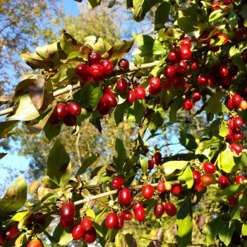 Húsos som - Cornus mas