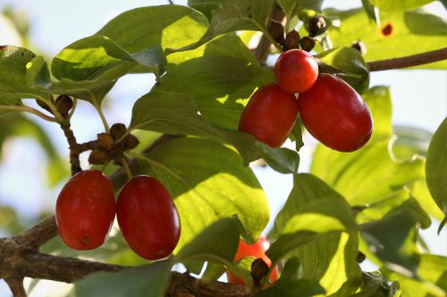 Húsos som - Cornus mas