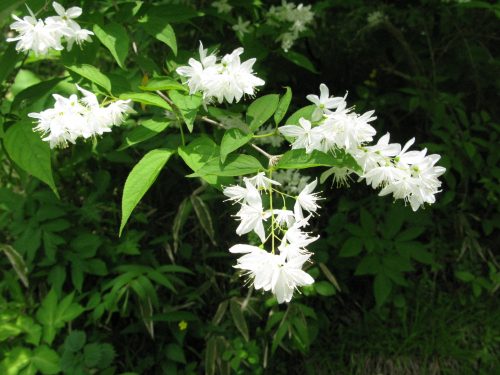 Karcsú gyöngyvirágcserje - Deutzia gracilis