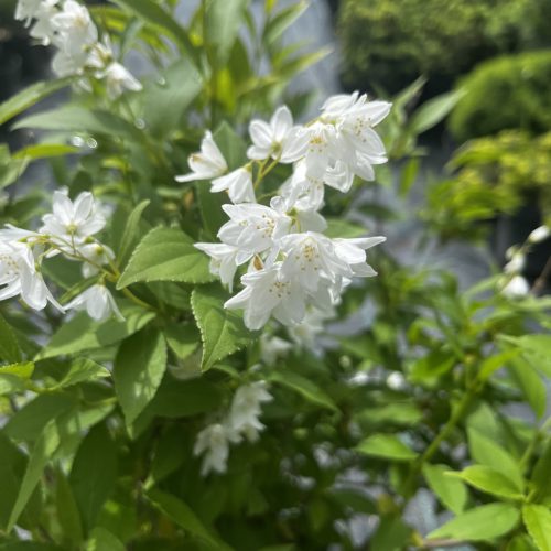 Karcsú gyöngyvirágcserje - Deutzia gracilis