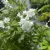 Karcsú gyöngyvirágcserje - Deutzia gracilis