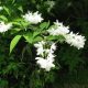 Karcsú gyöngyvirágcserje - Deutzia gracilis