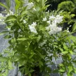 Karcsú gyöngyvirágcserje - Deutzia gracilis