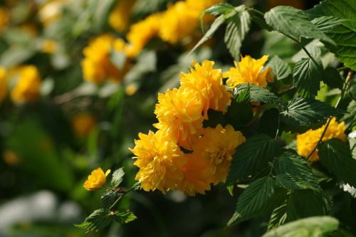 Teltvirágú boglárkacserje - Kerria japonica ’Pleniflora’