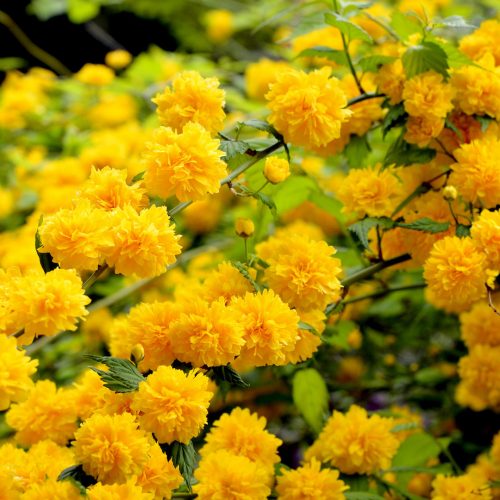 Teltvirágú boglárkacserje - Kerria japonica ’Pleniflora’