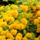 Teltvirágú boglárkacserje - Kerria japonica ’Pleniflora’