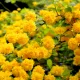 Teltvirágú boglárkacserje - Kerria japonica ’Pleniflora’