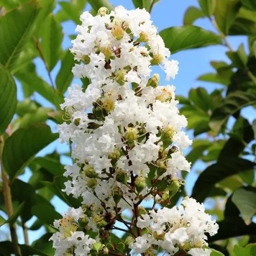 Kínai selyemmirtusz - Lagerstroemia indica ’Natchez’