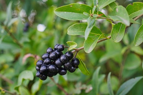 Közönséges fagyal - Ligustrum vulgare