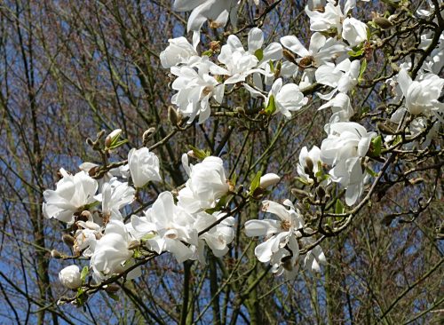 Japán liliomfa - Magnolia kobus