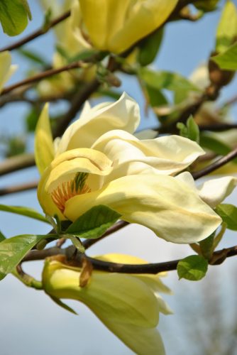 Liliomfa - Magnolia ’Yellow Lantern'