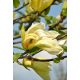 Liliomfa - Magnolia ’Yellow Lantern'