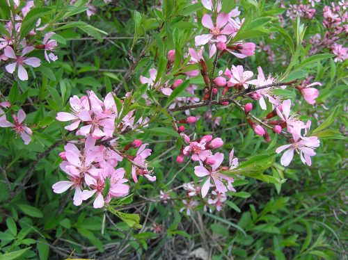 Törpe mandula - Prunus tenella