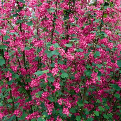 Vérvörös ribiszke - Ribes sanguineum 'Pulborough Scarlet'