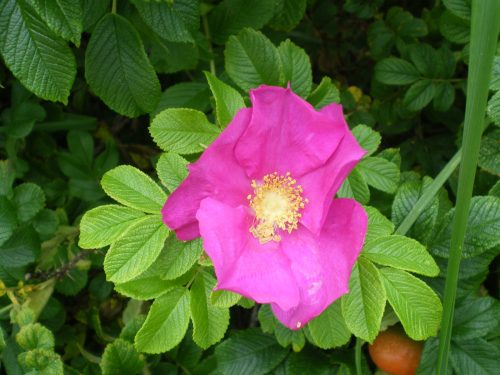 Japán rózsa - Rosa rugosa 