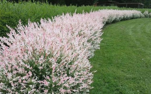 Tarkalevelű japán fűz - Salix integra 'Hakuro Nishiki'