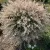Tarkalevelű japán fűz - Salix integra 'Hakuro Nishiki' K5 20/40