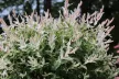 Tarkalevelű japán fűz - Salix integra 'Hakuro Nishiki'