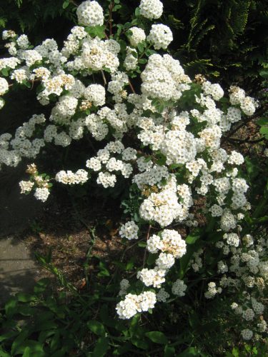 Hamvas gyöngyvessző - Spiraea cinerea 'Grefsheim'