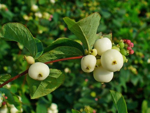 Fehér hóbogyó - Symphoricarpos albus