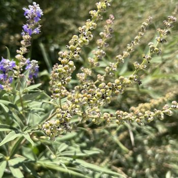   Illatos barátcserje - Vitex agnus-castus 'Latifolia'