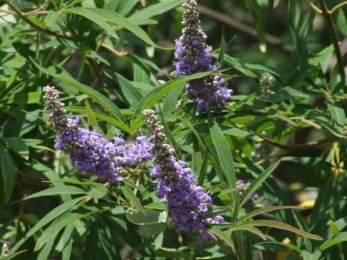 Illatos barátcserje - Vitex agnus-castus 'Latifolia'