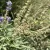 Illatos barátcserje - Vitex agnus-castus 'Latifolia'