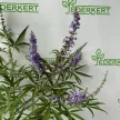 Illatos barátcserje - Vitex agnus-castus 'Latifolia'