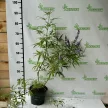 Illatos barátcserje - Vitex agnus-castus 'Latifolia'