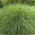 Kínai virágosnád - Miscanthus sinensis 'Gracillimus'