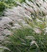 Kínai virágosnád - Miscanthus sinensis 'Gracillimus'